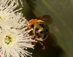 Austalis pulchella