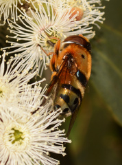 Austalis pulchella