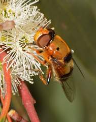 Austalis pulchella