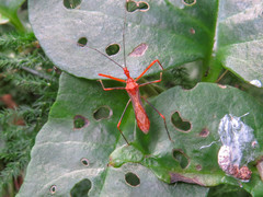 Ricolla quadrispinosa