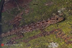 Cnemaspis peninsularis