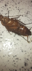 Periplaneta americana