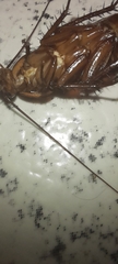 Periplaneta americana