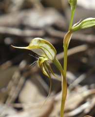 Pterostylis excelsa