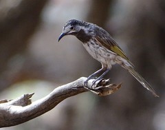 Purnella albifrons