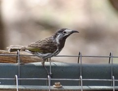 Purnella albifrons