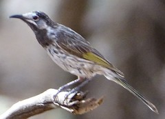 Purnella albifrons