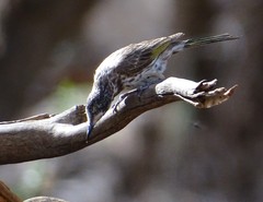 Purnella albifrons