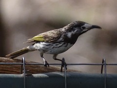Purnella albifrons