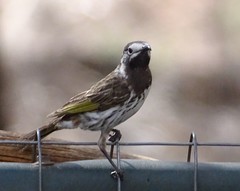 Purnella albifrons