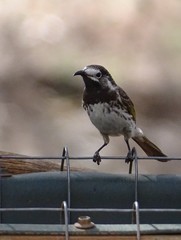 Purnella albifrons