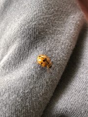 Harmonia octomaculata