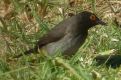 Pycnonotus nigricans