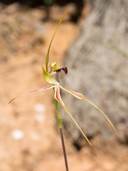 Caladenia atrovespa