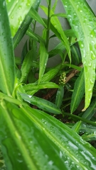 Zingiber officinale