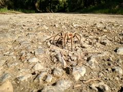 Phrixotrichus vulpinus