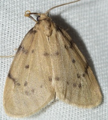 Paidia rica