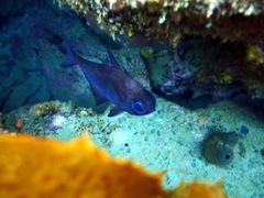 Pempheris klunzingeri