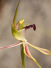 Caladenia atrovespa