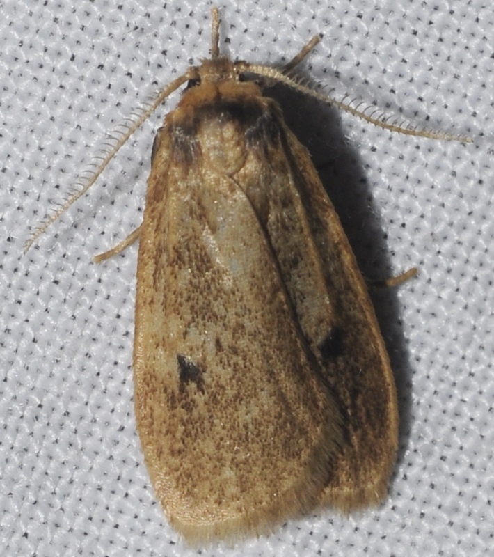 Pelosia plumosa