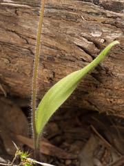 Caladenia atrovespa
