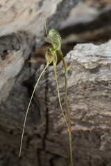 Pterostylis woollsii
