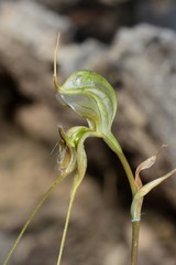 Pterostylis woollsii