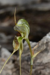 Pterostylis woollsii