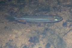 Melanotaeniidae