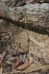 Pterostylis woollsii