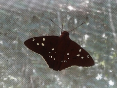 Dyscophellus sebaldus