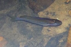 Melanotaeniidae
