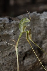 Pterostylis woollsii