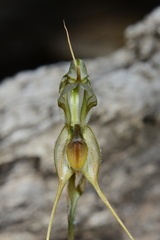 Pterostylis woollsii
