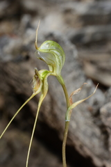 Pterostylis woollsii