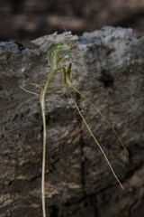 Pterostylis woollsii