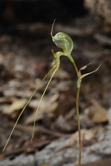 Pterostylis woollsii