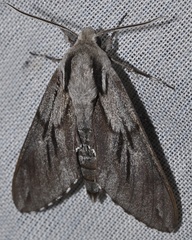 Sphinx maurorum
