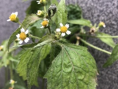 Galinsoga quadriradiata