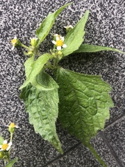 Galinsoga quadriradiata
