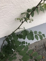 Robinia