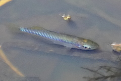 Melanotaeniidae