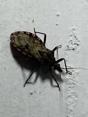 Panstrongylus rufotuberculatus