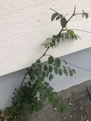 Robinia