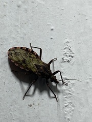 Panstrongylus rufotuberculatus