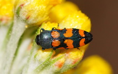 Castiarina bicolor
