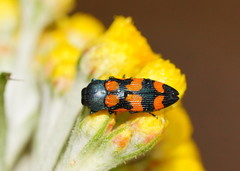 Castiarina bicolor