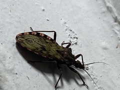 Panstrongylus rufotuberculatus