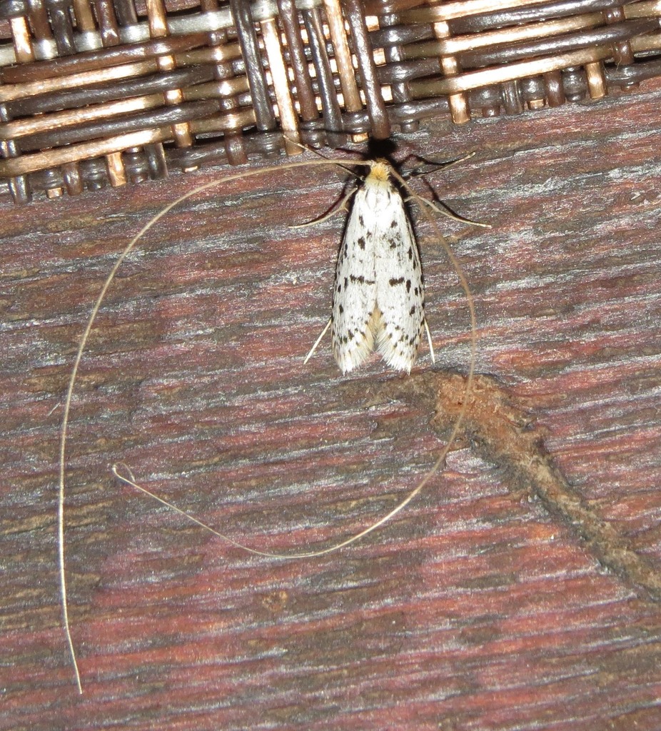 Ceromitia synchroma