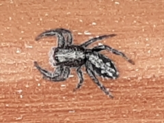 Ocrisiona